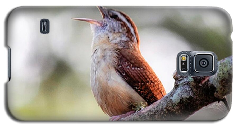 Carolina Wren Galaxy S5 Case featuring the photograph Carolina Wren's Morning Song by Mary Ann Artz