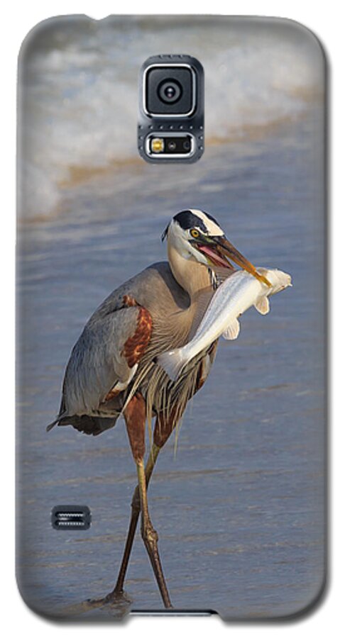 Florida Galaxy S5 Case featuring the photograph Catch of The Day by Paul Schultz