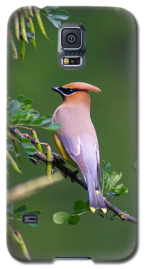 Birds Galaxy S5 Case featuring the photograph Cedar Waxwing 1 by Ben Upham III