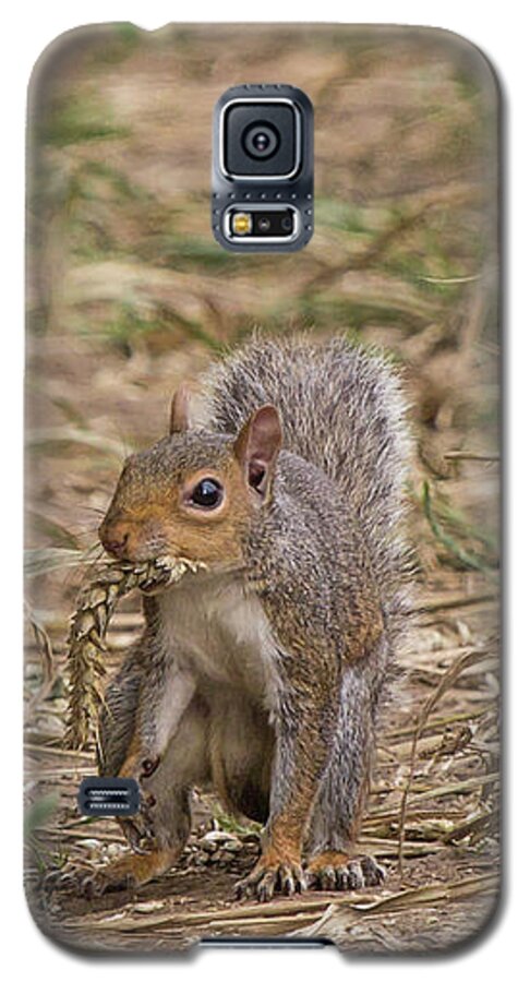 Squirrel Galaxy S5 Case featuring the photograph Cheeky by Wendy Cooper