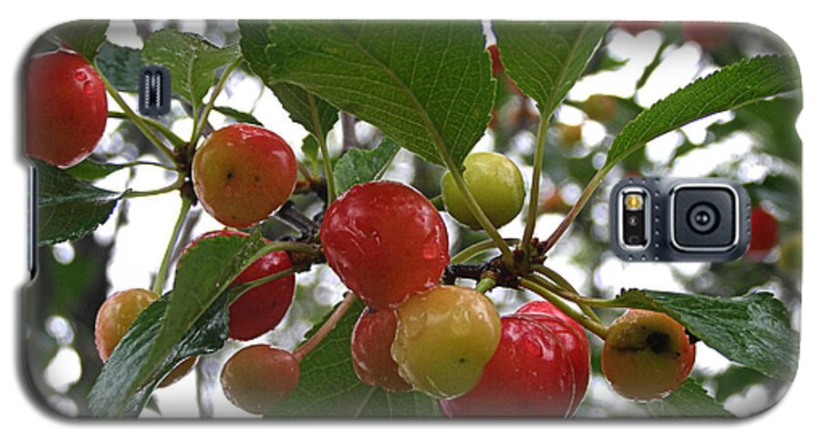 Cherry Galaxy S5 Case featuring the photograph Cherries in the Morning Rain by Angie Rea