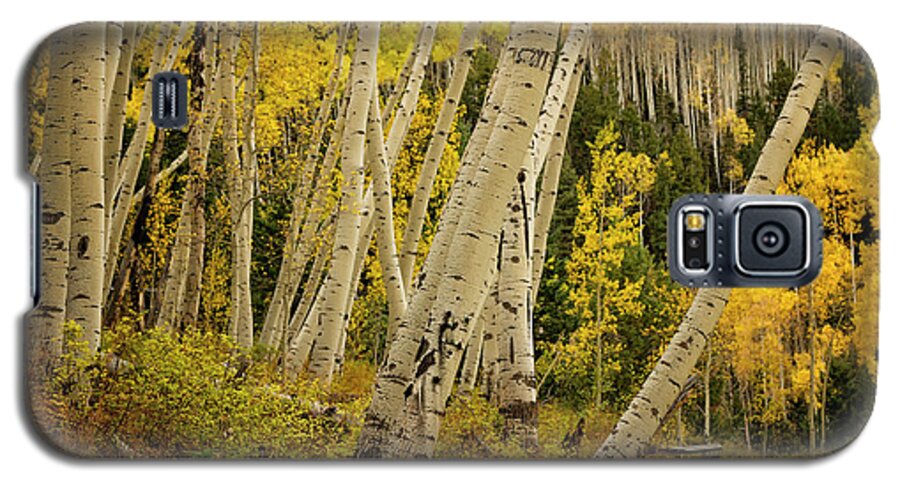 Fall Galaxy S5 Case featuring the photograph Colorado Fall Aspen Grove by Ronda Kimbrow