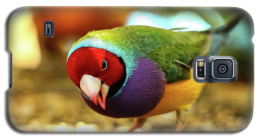 Colors Galaxy S5 Case featuring the photograph Colorful Bird by Les Greenwood