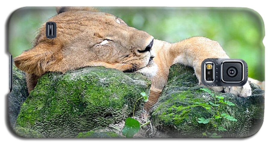 Jacksonville Galaxy S5 Case featuring the photograph Contented Sleeping Lion by Richard Bryce and Family