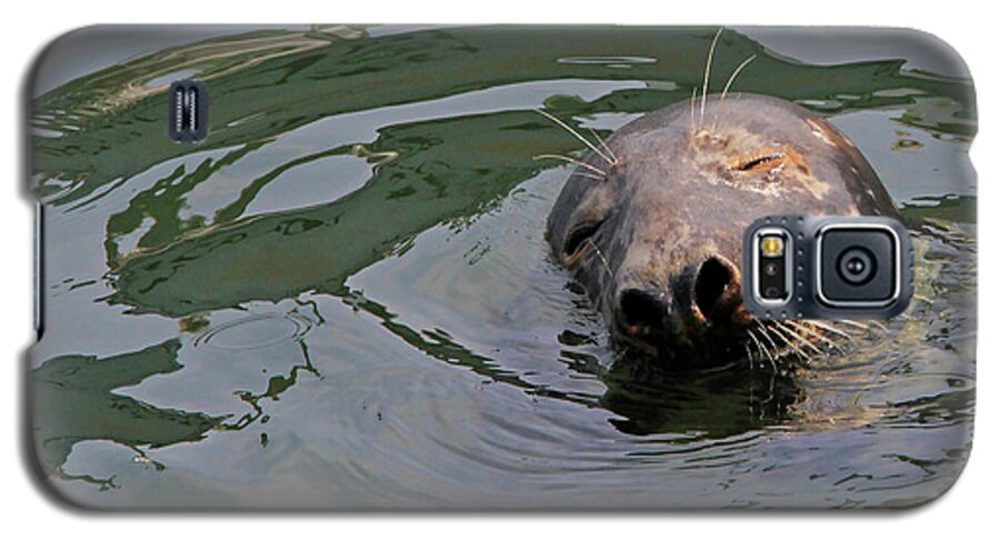 Seal.cape Cod Galaxy S5 Case featuring the photograph Contentment by Paula Guttilla