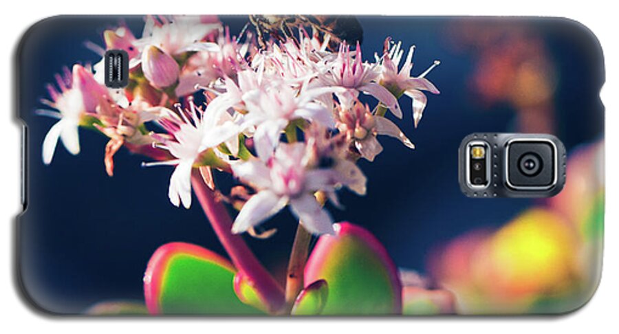 Crassula Ovata Galaxy S5 Case featuring the photograph Crassula ovata Flowers and Honey Bee by Sharon Mau