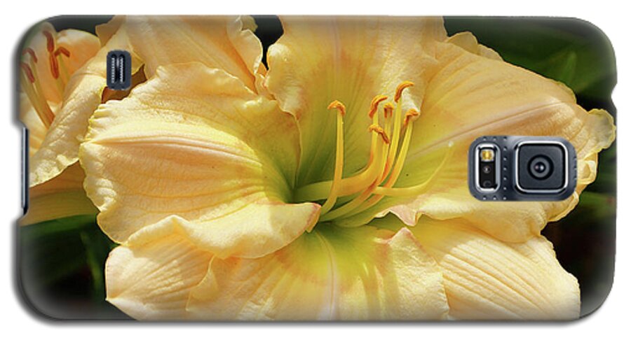 Daylilies Galaxy S5 Case featuring the photograph Cream Daylily by Sandy Keeton