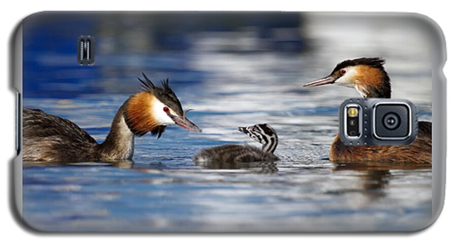 Grebe Galaxy S5 Case featuring the photograph Crested grebe, podiceps cristatus, ducks family by Elenarts - Elena Duvernay photo