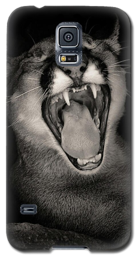 Mountain Lions Galaxy S5 Case featuring the photograph Cruz Yawning by Elaine Malott