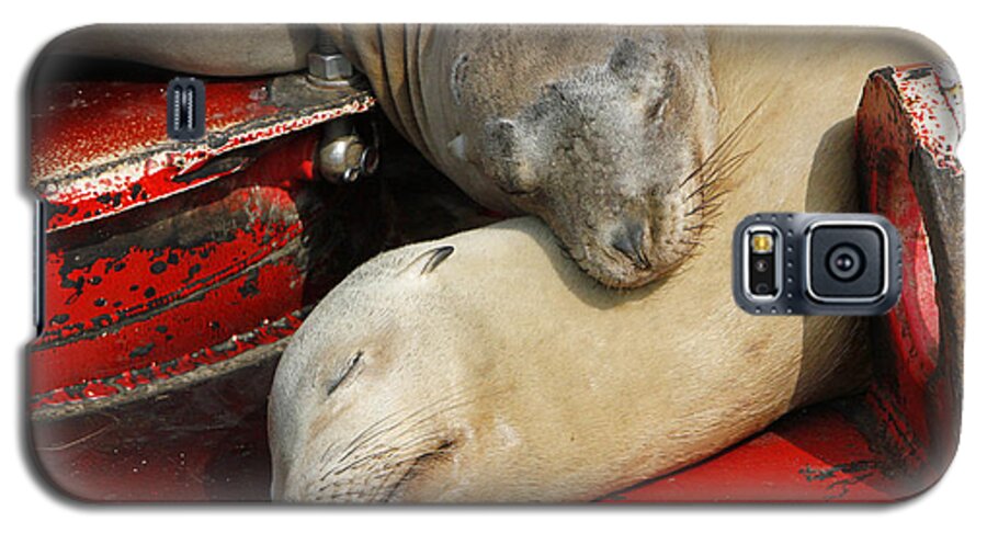 Sea Lions Galaxy S5 Case featuring the pyrography Cuddle Buddies by Shoal Hollingsworth