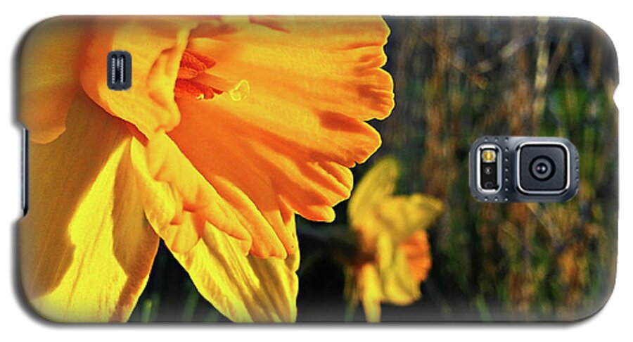 Daffodil Galaxy S5 Case featuring the photograph Daffodil Evening by Robert Knight