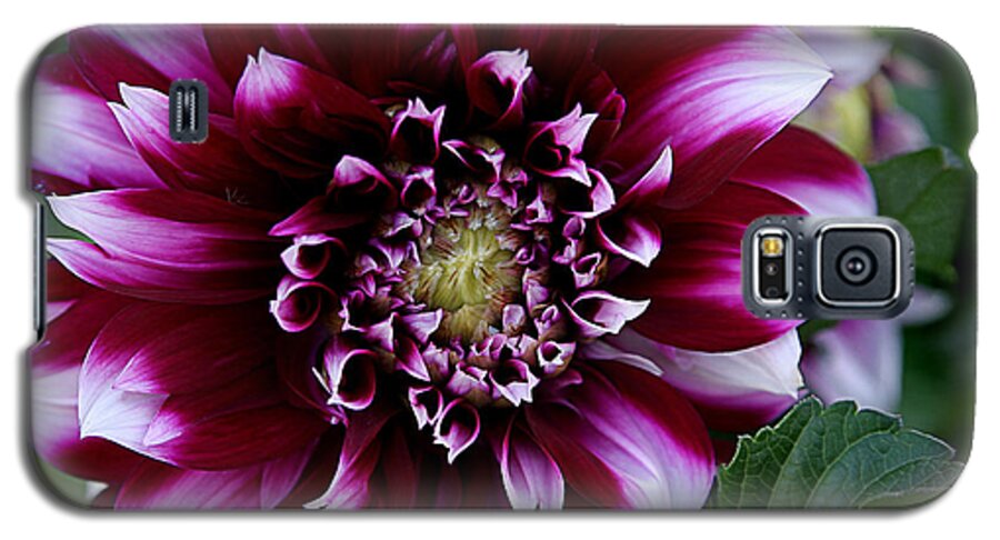 Flower Galaxy S5 Case featuring the photograph Dahlia by Denise Romano
