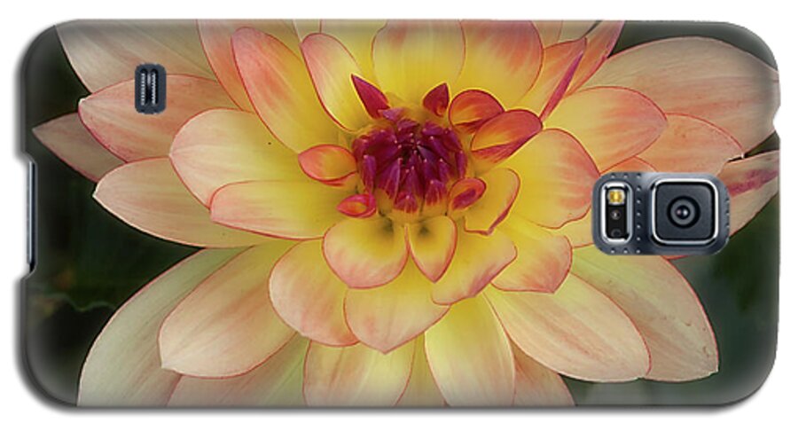 Flower Galaxy S5 Case featuring the photograph Dahlia 'Keith H.' by Ann Jacobson