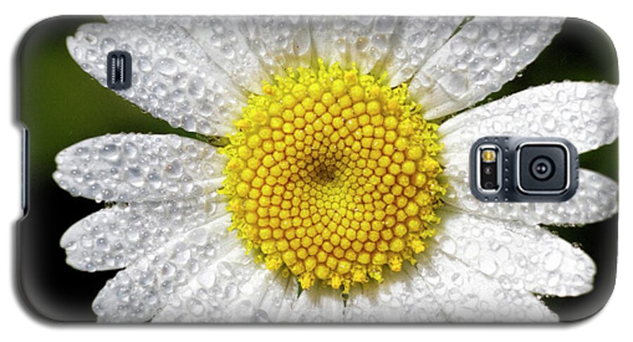 Kansas Galaxy S5 Case featuring the photograph Daisy and Dew by Rob Graham