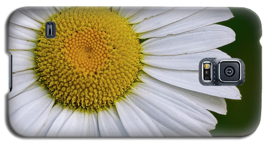 Flower Galaxy S5 Case featuring the photograph Daisy Detail by Bob Decker