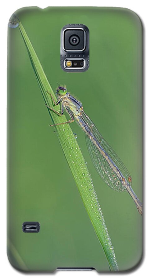 Zygoptera Galaxy S5 Case featuring the photograph Damselfly by Jim Zablotny