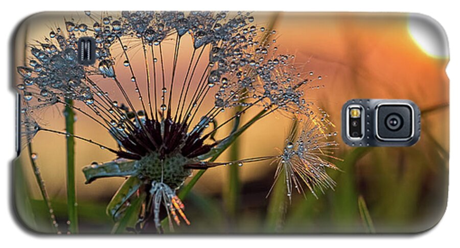 Dandelion Galaxy S5 Case featuring the photograph Dandelion Sunset 2 by Brad Boland