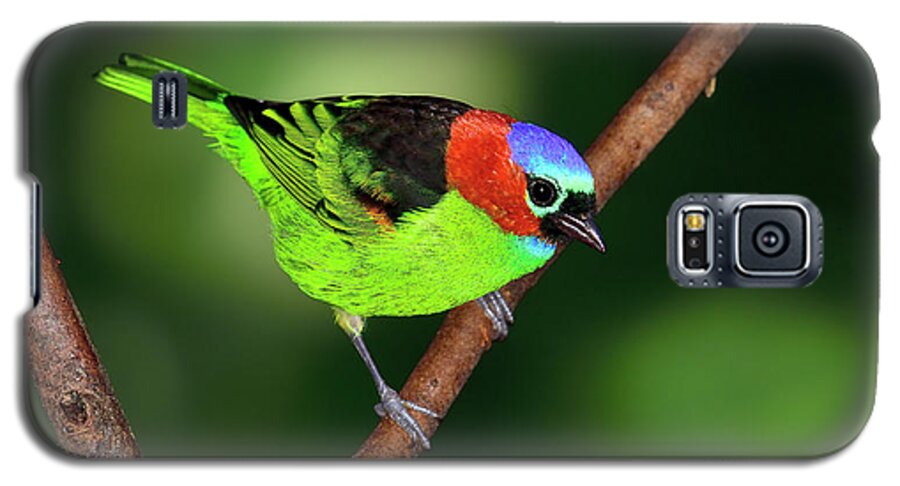 Red-necked Tanager Galaxy S5 Case featuring the photograph Dark to Light by Tony Beck