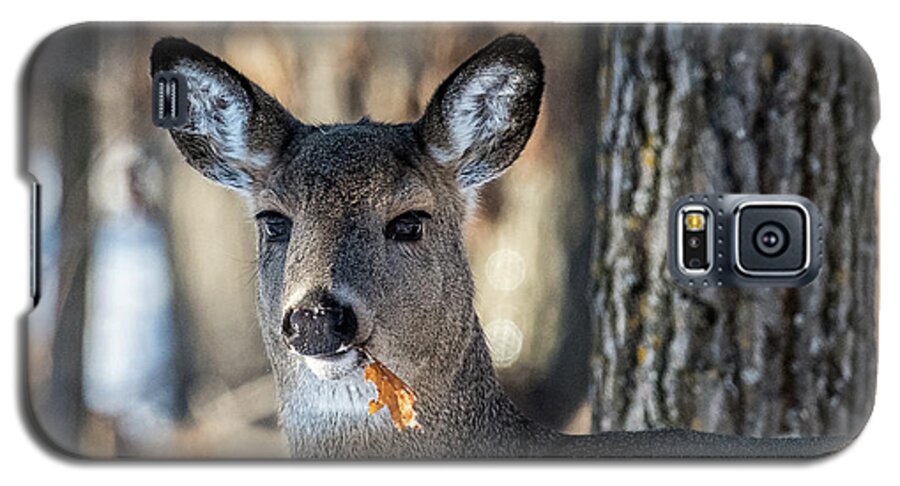 Deer Galaxy S5 Case featuring the photograph Deer At the Salad Bar by Paul Freidlund