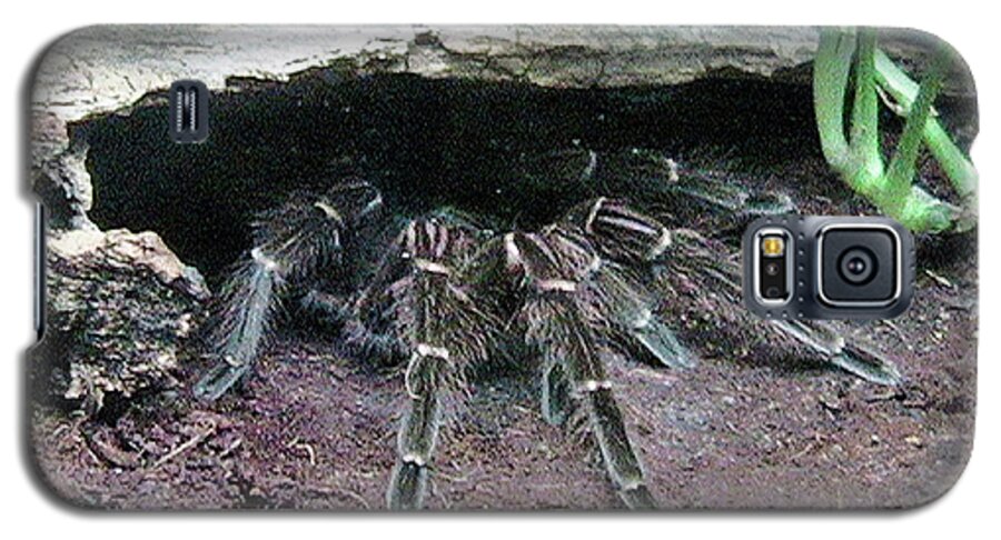 Arachnid Galaxy S5 Case featuring the photograph Desert Tarantula by Judy Kennedy