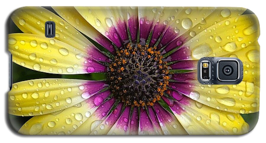 Daisy Galaxy S5 Case featuring the photograph Dew Dropped Daisy by Brian Eberly