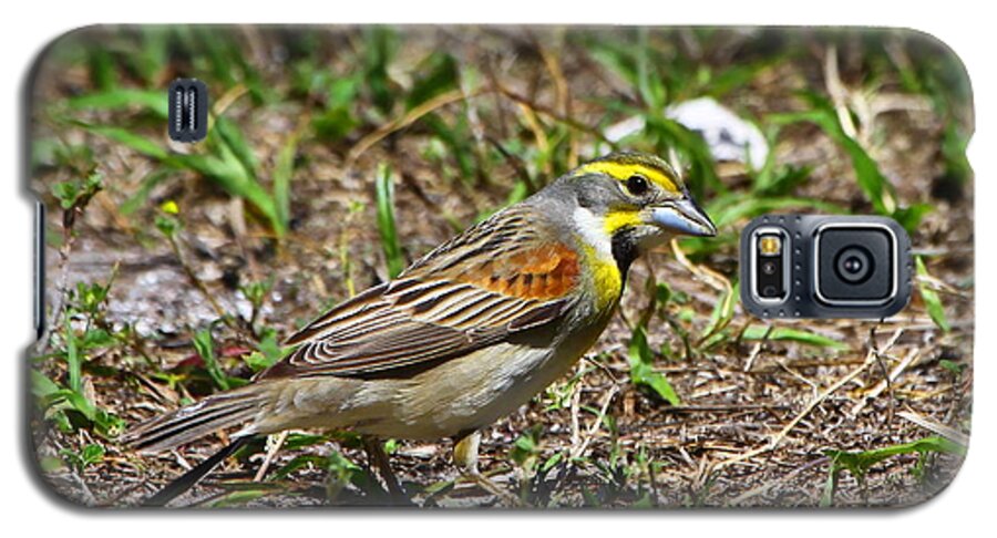 Dickcissel Galaxy S5 Case featuring the photograph Dickcissel by Barbara Bowen