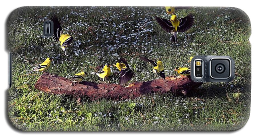Canary Galaxy S5 Case featuring the photograph Goldfinch Convention by Nick Kloepping