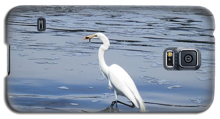 Pelican Galaxy S5 Case featuring the photograph Dinnertime Pelican by Deborah Kunesh