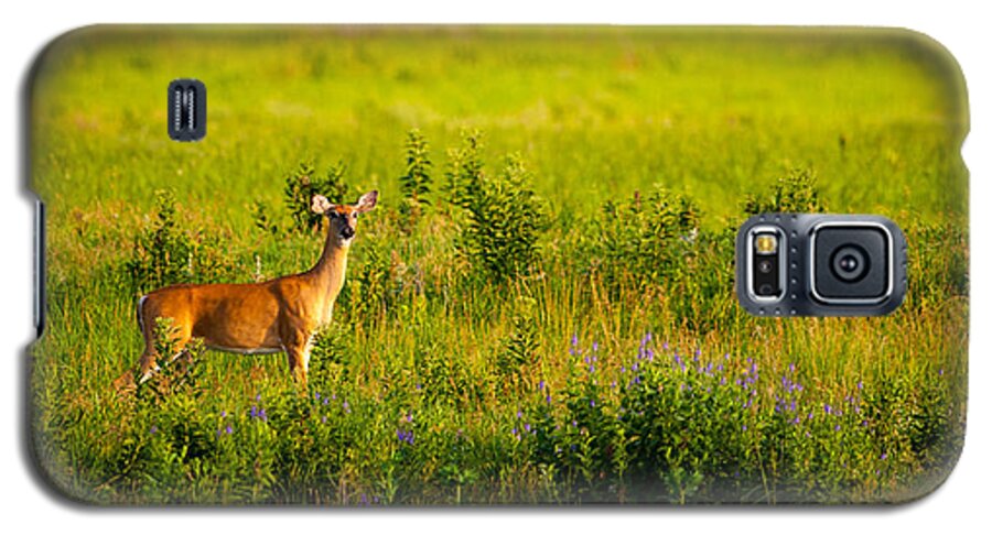 Doe Galaxy S5 Case featuring the photograph Whitetail Doe in Prairie Clover by Jeff Phillippi