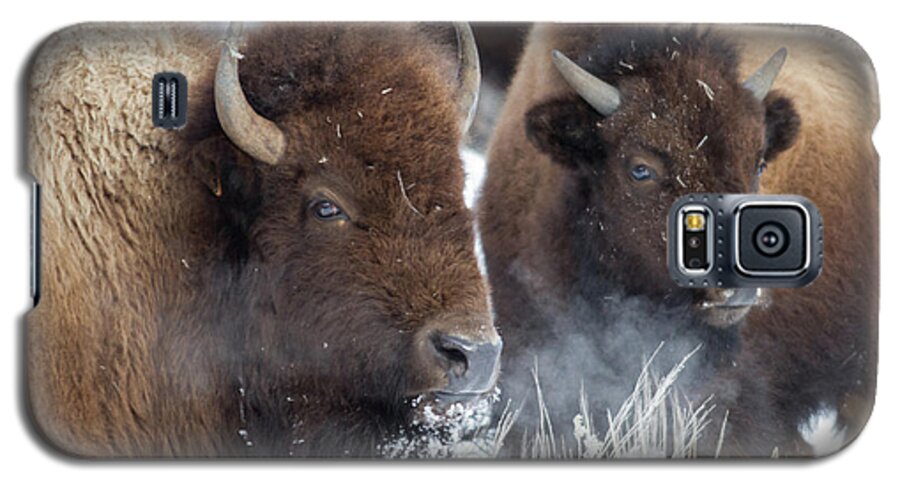 Bison Galaxy S5 Case featuring the photograph Double Vision by Eilish Palmer