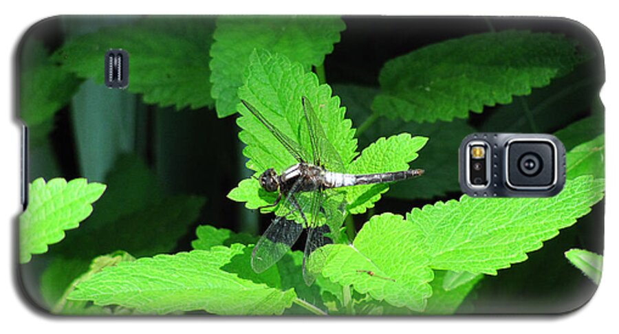 Dragonfly Galaxy S5 Case featuring the photograph Dragonfly at rest by Rockybranch Dreams