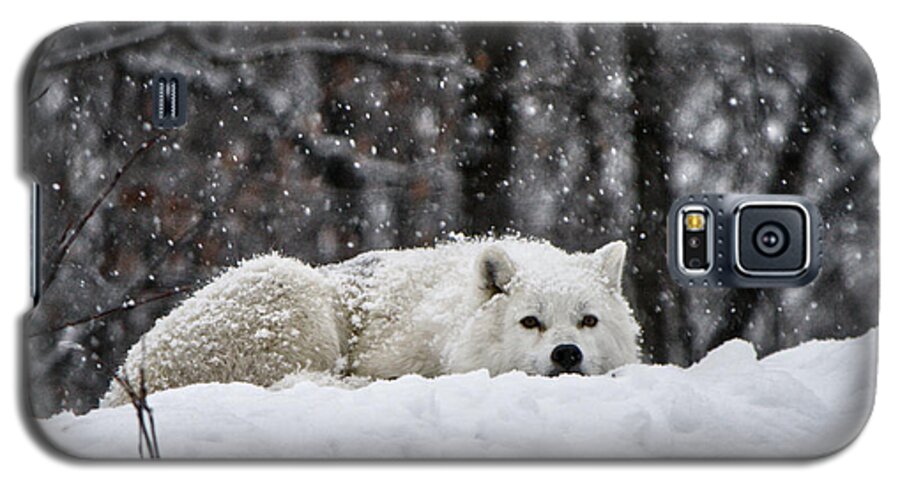 Cub Galaxy S5 Case featuring the photograph Dreams Of Warmer Weather by Heather King