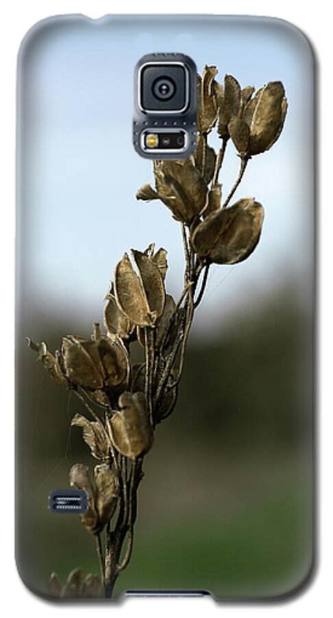Tel Aviv Galaxy S5 Case featuring the photograph Drying Flower by Shlomo Zangilevitch