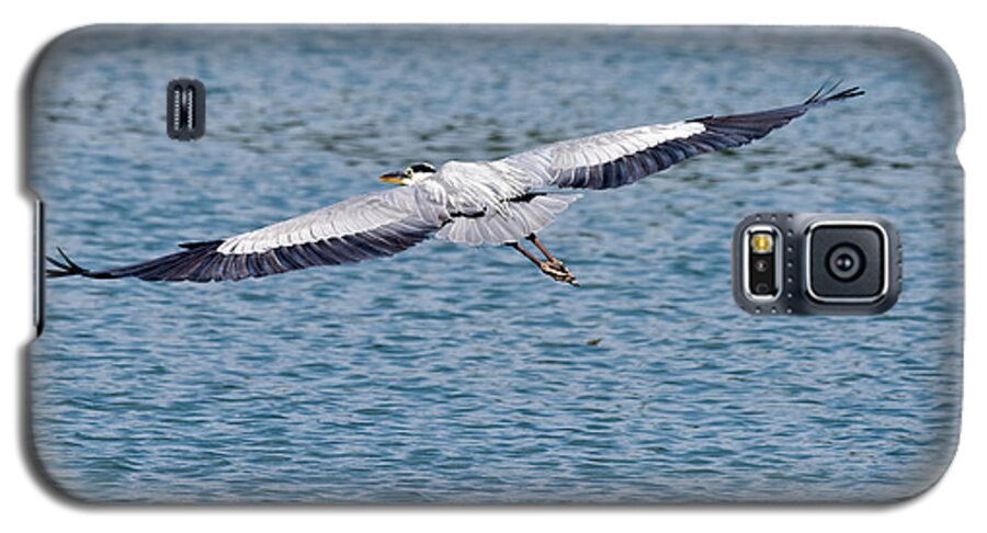 Egret Galaxy S5 Case featuring the photograph Great Blue Heron in flight by Paul Quinn