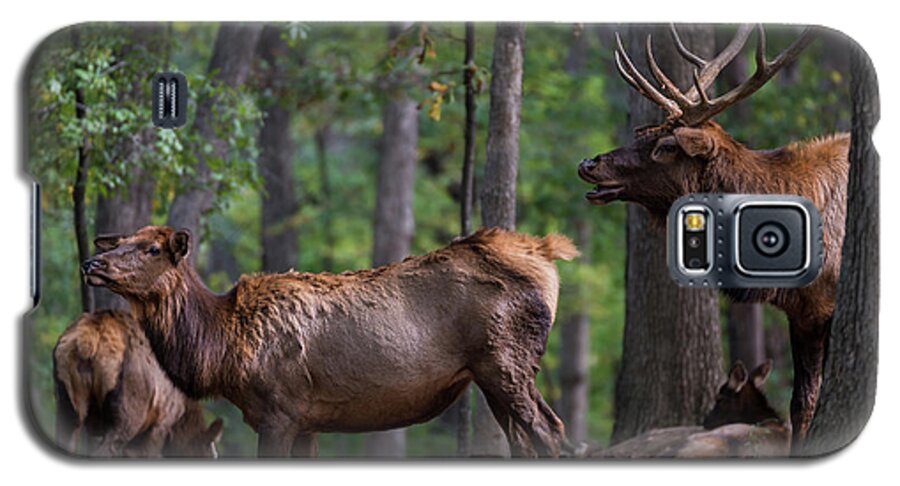 Elk Galaxy S5 Case featuring the photograph Elk Romance by Andrea Silies