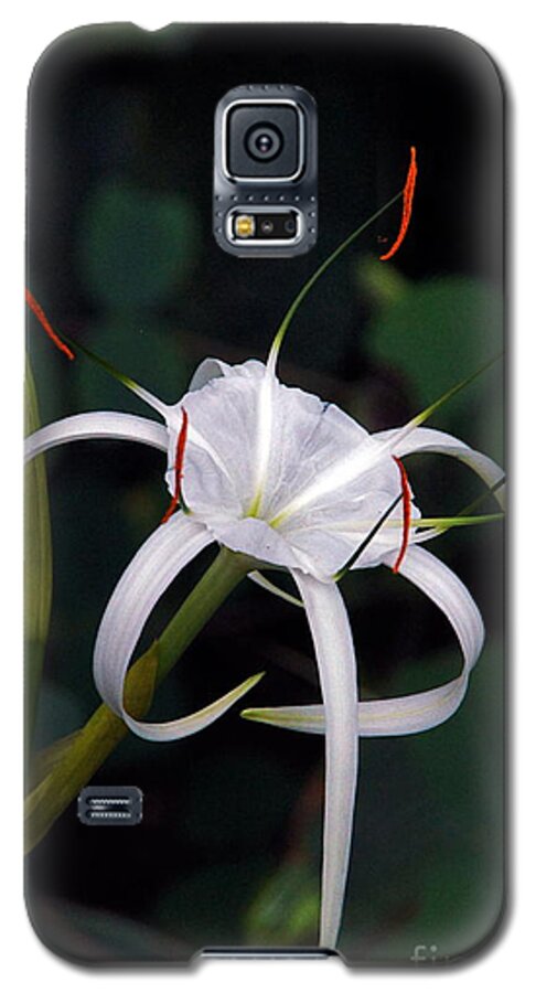 Spider Lily Galaxy S5 Case featuring the photograph En Pointe by Byron Varvarigos