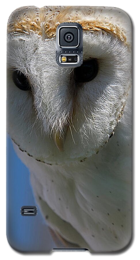 Owl Galaxy S5 Case featuring the photograph European Barn Owl by JT Lewis
