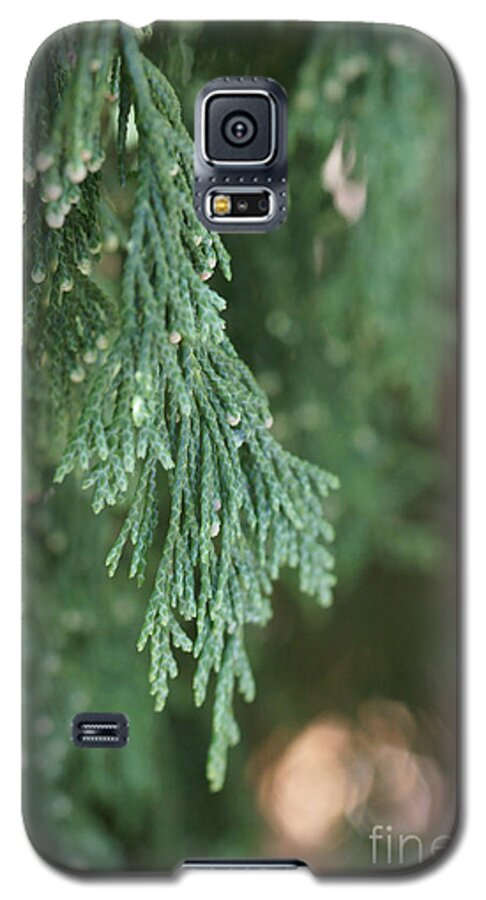 Juniper Galaxy S5 Case featuring the photograph Evergreen by Linda Shafer