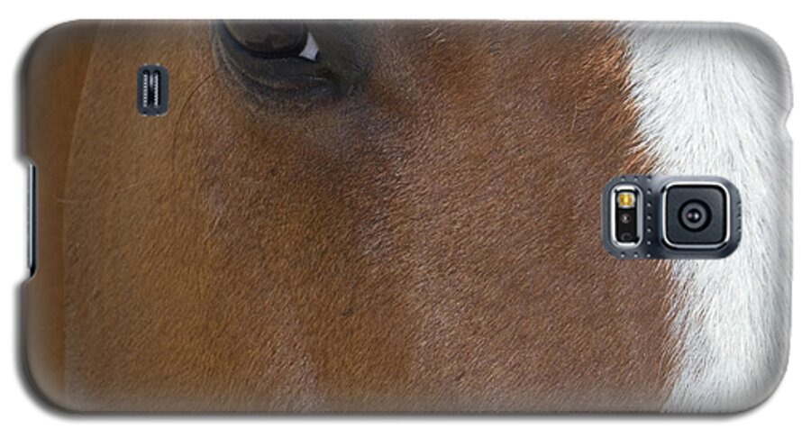 Eye Galaxy S5 Case featuring the photograph Eye on You Horse by Roberta Byram