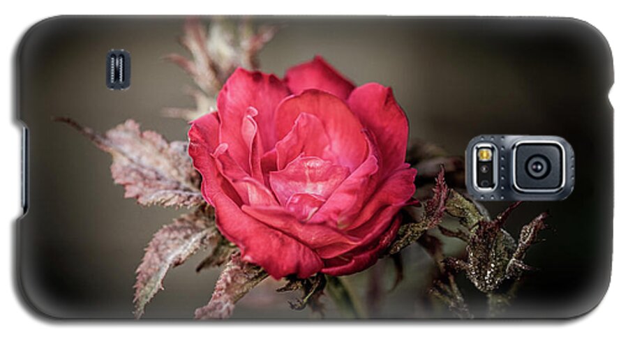 Rose Galaxy S5 Case featuring the photograph Fading Beauty by Allin Sorenson