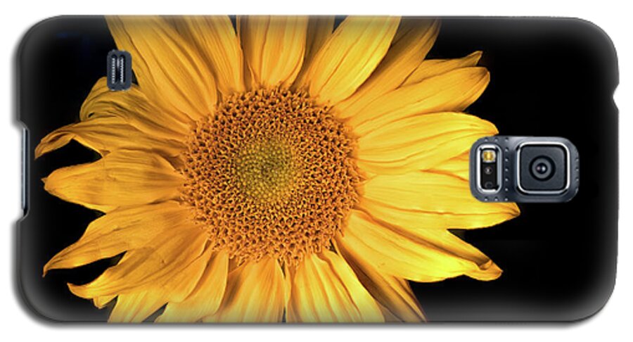 Flower Galaxy S5 Case featuring the photograph Fading Sunflower by Philip Rodgers