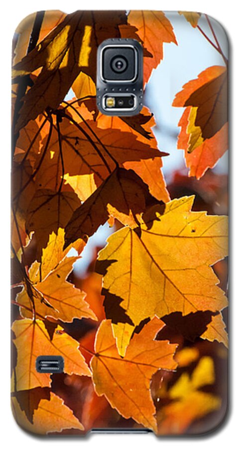 Maple Leaf Galaxy S5 Case featuring the photograph Fall Colors by Tom Potter