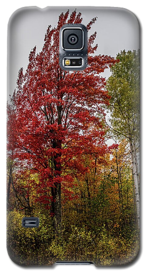 Fall Galaxy S5 Case featuring the photograph Fall Maple by Paul Freidlund