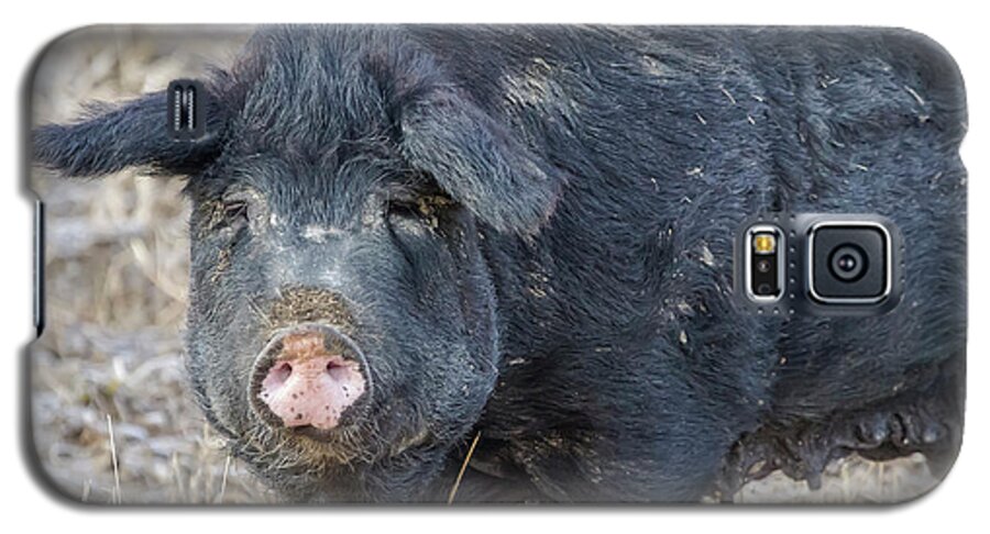 Pig Galaxy S5 Case featuring the photograph Female Hog by James BO Insogna