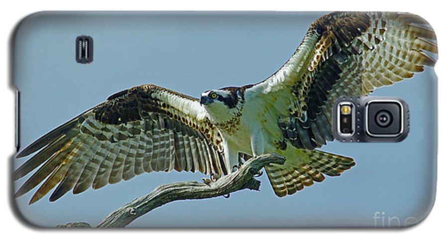 Bird Galaxy S5 Case featuring the photograph Female Osprey by Larry Nieland