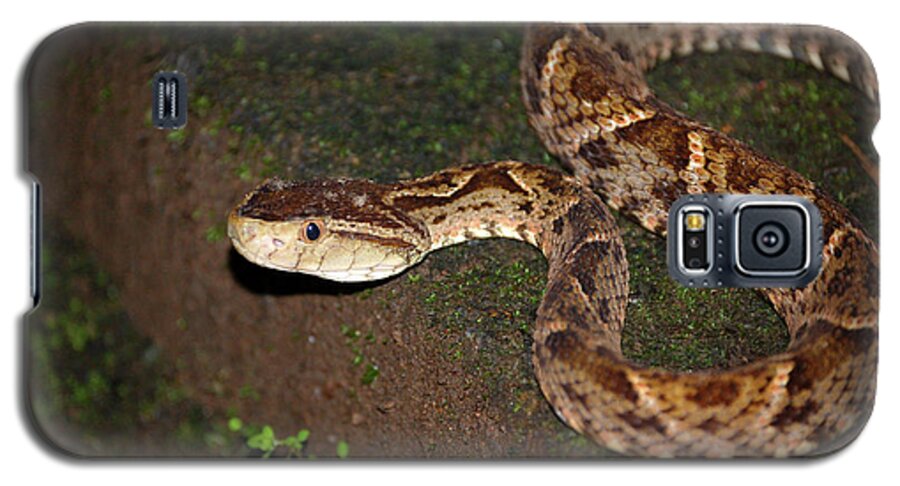 Snake Galaxy S5 Case featuring the photograph Fer-de-lance, Botherops asper by Breck Bartholomew