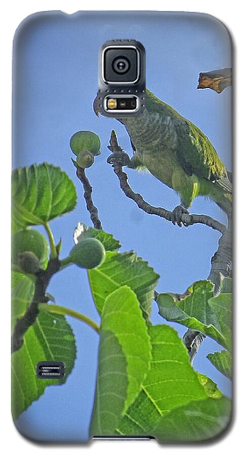 Bird Galaxy S5 Case featuring the digital art Fig Picker Parrot by Dee Flouton