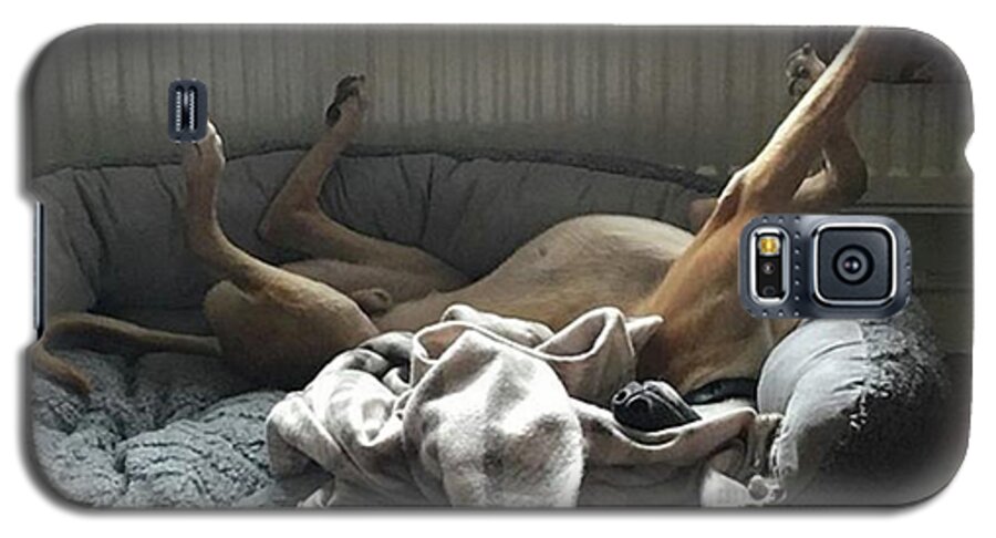 Lurcher Galaxy S5 Case featuring the photograph Finly Seems To Be Settling Into His New by John Edwards