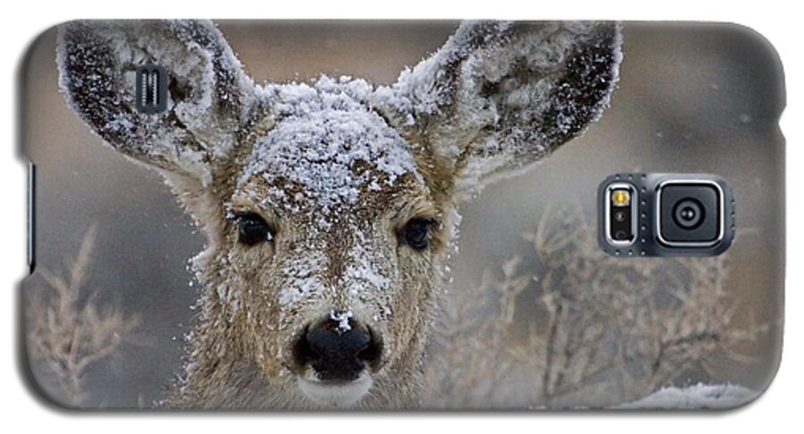 Odocoileus Hemionus Galaxy S5 Case featuring the photograph First Winter-Signed by J L Woody Wooden