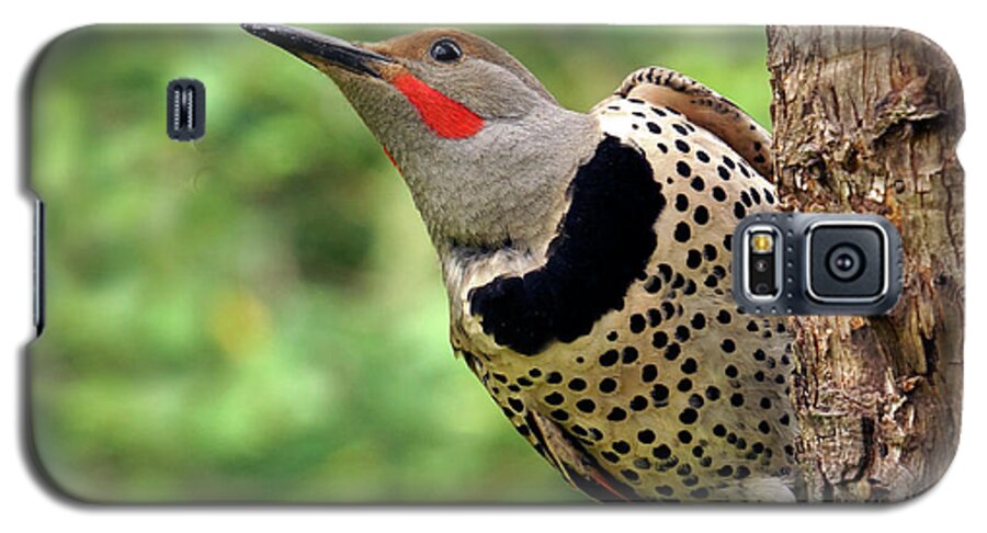 Northern Flicker Galaxy S5 Case featuring the photograph Flicker by Inge Riis McDonald